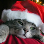 christmas_kitten